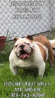 Ms. Pretty Simone of Ironcrest, a female English Bulldog for sale in Rochester Hills, MI – Photo 7 of 10