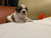 Ms. Pretty Simone of Ironcrest, a female English Bulldog for sale in Rochester Hills, MI – Photo 3 of 10