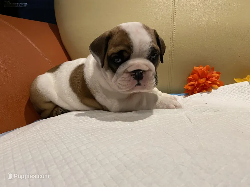 Ms. Pretty Simone of Ironcrest – English Bulldog puppy for sale in Rochester Hills, MI