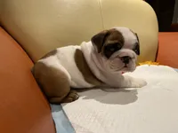 Ms. Pretty Simone of Ironcrest, a female English Bulldog for sale in Rochester Hills, MI – Photo 9 of 10