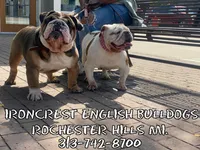Ms. Pretty Simone of Ironcrest, a female English Bulldog for sale in Rochester Hills, MI – Photo 8 of 10