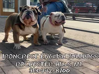 Simone, a female English Bulldog for sale in Rochester Hills, MI – 2 of 6