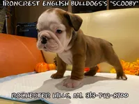 Scooby Doo , a male English Bulldog for sale in Rochester Hills, MI – Photo 1 of 10
