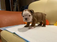 Scooby Doo , a male English Bulldog for sale in Rochester Hills, MI – Photo 8 of 10