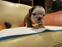 Scooby Doo , a male English Bulldog for sale in Rochester Hills, MI – Photo 4 of 10