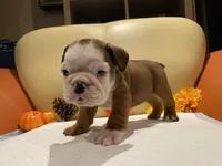 Scooby Doo , a male English Bulldog for sale in Rochester Hills, MI – Photo 3 of 10