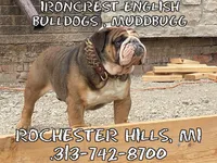 Scooby Doo , a male English Bulldog for sale in Rochester Hills, MI – Photo 9 of 10