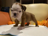 Scooby Doo , a male English Bulldog for sale in Rochester Hills, MI – Photo 2 of 10