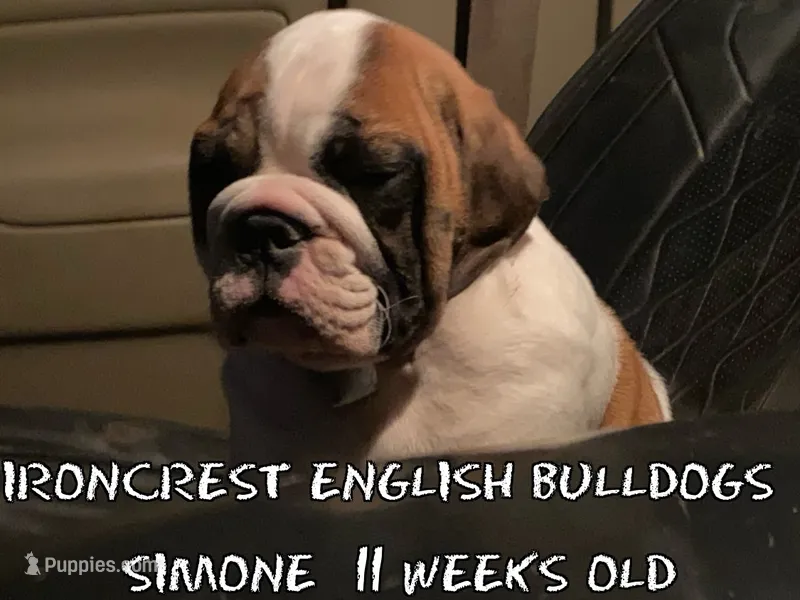 Simone, a female English Bulldog for sale in Rochester Hills, MI – 1 of 6