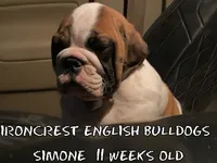 Simone, a female English Bulldog for sale in Rochester Hills, MI – 1 of 6