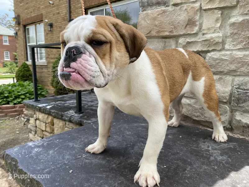 Sweet tooth , a female English Bulldog for sale in Rochester Hills, MI – 1 of 4