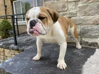 Sweet tooth , a female English Bulldog for sale in Rochester Hills, MI – 2 of 4