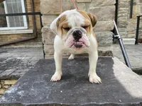 Sweet tooth , a female English Bulldog for sale in Rochester Hills, MI – 3 of 4