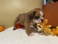 Scrappy, a female English Bulldog for sale in Rochester Hills, MI – Photo 5 of 9