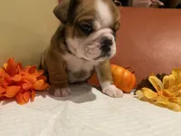 Scrappy, a female English Bulldog for sale in Rochester Hills, MI – Photo 7 of 9