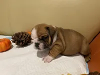 Scrappy, a female English Bulldog for sale in Rochester Hills, MI – Photo 9 of 9