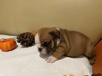 Scrappy, a female English Bulldog for sale in Rochester Hills, MI – Photo 8 of 9