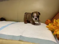 Scrappy, a female English Bulldog for sale in Rochester Hills, MI – Photo 6 of 9