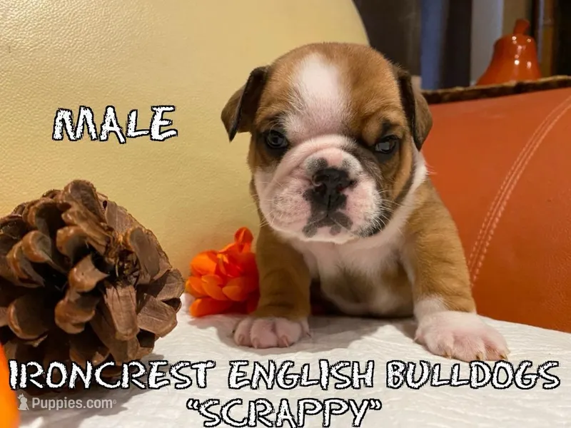 Scrappy – English Bulldog puppy for sale in Rochester Hills, MI