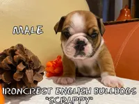 Scrappy, a female English Bulldog for sale in Rochester Hills, MI – Photo 1 of 9