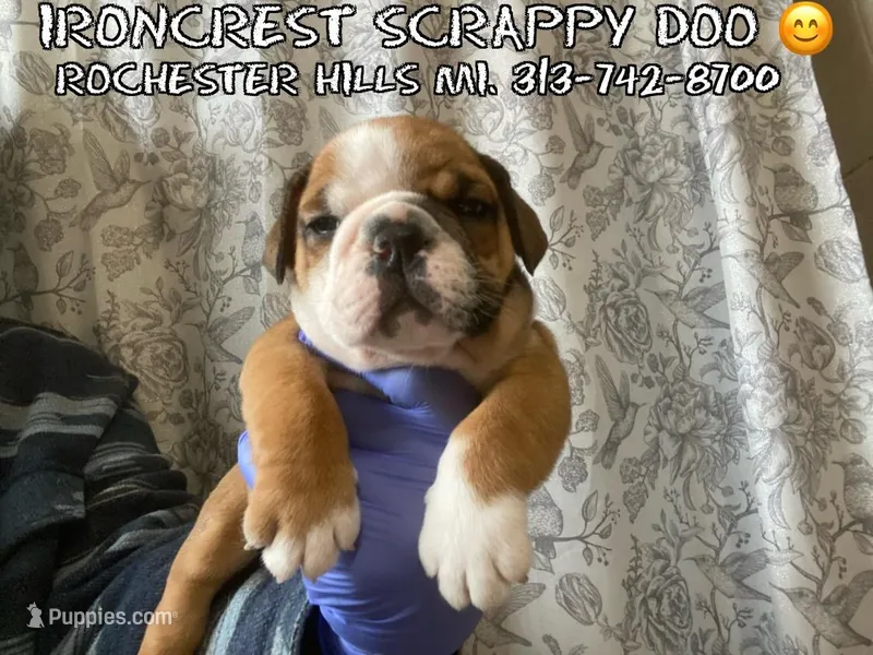 Scrappy – English Bulldog puppy on hold in Rochester Hills, MI