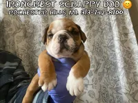 Scrappy, a female English Bulldog for sale in Rochester Hills, MI – 1 of 10