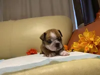 Scrappy, a female English Bulldog for sale in Rochester Hills, MI – Photo 3 of 9