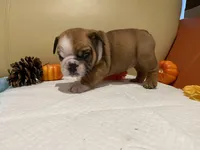 Scrappy, a female English Bulldog for sale in Rochester Hills, MI – Photo 4 of 9