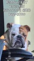 Simone, a female English Bulldog for sale in Rochester Hills, MI – 4 of 6