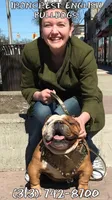 Sweetie pie, a female English Bulldog for sale in Rochester Hills, MI – Photo 5 of 7