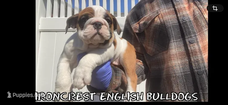Sweetie pie – English Bulldog puppy for sale in Rochester Hills, MI
