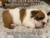 Sweetie pie, a female English Bulldog for sale in Rochester Hills, MI – Photo 3 of 7