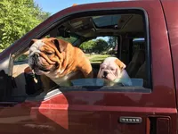 Sweetie pie, a female English Bulldog for sale in Rochester Hills, MI – Photo 7 of 7