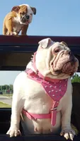 Sweetie pie, a female English Bulldog for sale in Rochester Hills, MI – Photo 6 of 7