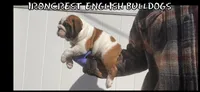 Sweetie pie, a female English Bulldog for sale in Rochester Hills, MI – Photo 2 of 7