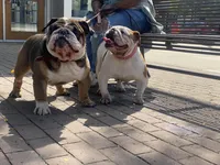 Sweetie pie, a female English Bulldog for sale in Rochester Hills, MI – Photo 4 of 7