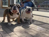 Sweetie pie , a female English Bulldog for sale in Rochester Hills, MI – Photo 3 of 10