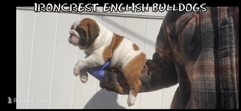Sweetie pie  – English Bulldog puppy for sale in Rochester Hills, MI