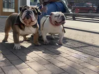 Sweetie pie , a female English Bulldog for sale in Rochester Hills, MI – Photo 4 of 10