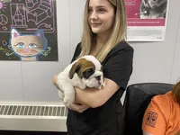 Sweetie pie , a female English Bulldog for sale in Rochester Hills, MI – Photo 2 of 10