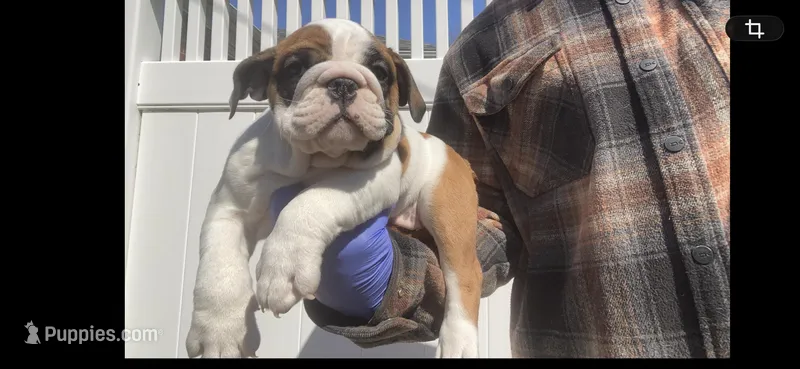 Sweetie pie  – English Bulldog puppy for sale in Rochester Hills, MI