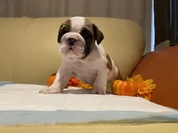 Ms. Pretty simone of Ironcrest , a female English Bulldog for sale in Rochester Hills, MI – Photo 5 of 6