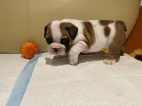 Ms. Pretty simone of Ironcrest , a female English Bulldog for sale in Rochester Hills, MI – Photo 3 of 6