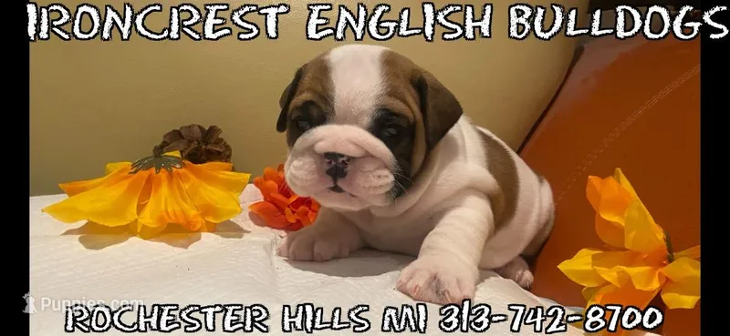 Ms. Pretty simone of Ironcrest , a female English Bulldog for sale in Rochester Hills, MI – Photo 1 of 6