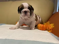 Ms. Pretty simone of Ironcrest , a female English Bulldog for sale in Rochester Hills, MI – Photo 4 of 6