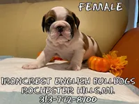 Ms. Pretty simone of Ironcrest , a female English Bulldog for sale in Rochester Hills, MI – Photo 6 of 6