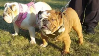 Simone, a female English Bulldog for sale in Rochester Hills, MI – 3 of 6