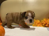 Scrappy , a male English Bulldog for sale in Rochester Hills, MI – Photo 2 of 10