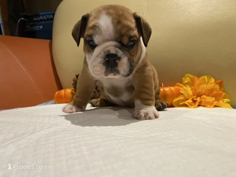 Scrappy  – English Bulldog puppy for sale in Rochester Hills, MI
