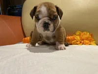 Scrappy , a male English Bulldog for sale in Rochester Hills, MI – Photo 1 of 10